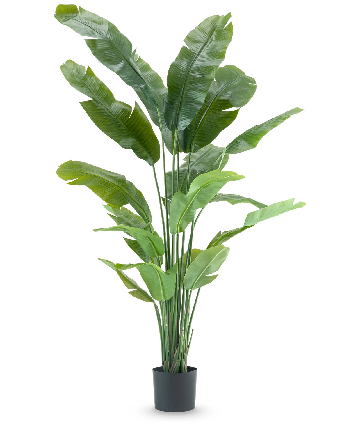 De Kunstplant Strelitzia Nicolai Deluxe 195 cm is een hoge kunstplant met lange, tropische bladeren en meerdere stengels die lijken op een paradijsvogel, perfect als opvallende kamerplant tegen elke effen witte achtergrond.