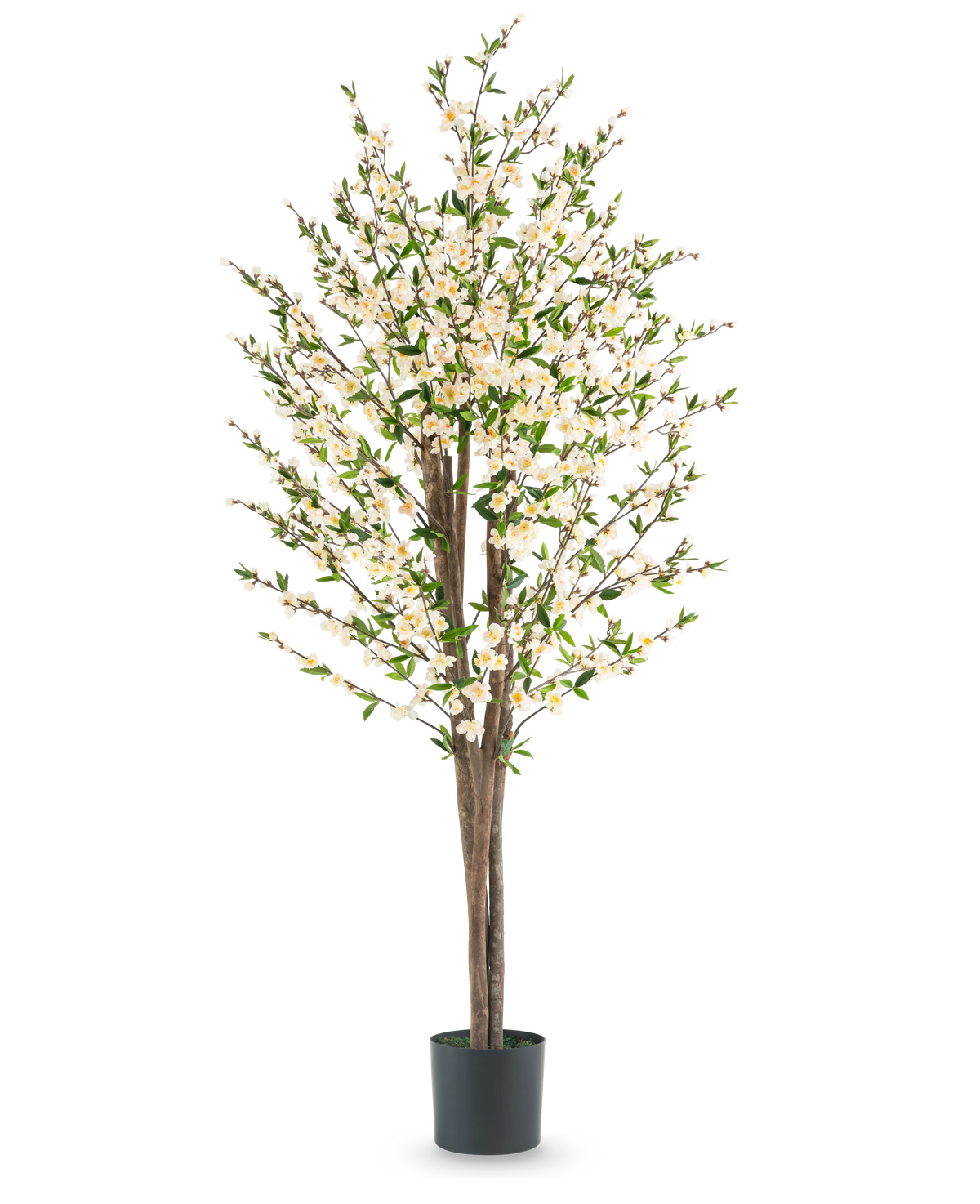 De Kunstplant Kersenbloesem 180 cm crème heeft meerdere bruine stammen, groene bladeren en veel kleine witte bloesems in een zwarte pot, tegen een effen witte achtergrond.
