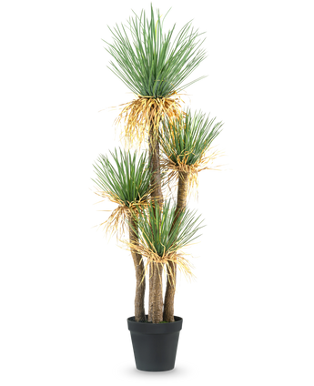 De Kunstplant Yucca deluxe 182 cm is een hoge kunstyucca met meerdere houtachtige stengels en trossen lange, puntige groene bladeren en wat vergeling aan de basis, perfect als decoratiestuk voor elke ruimte.