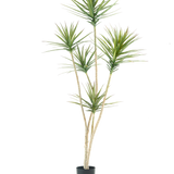 De Kunstplant Dracaena Fragnans 180 cm is een hoge kunstplant met meerdere lange, slanke stengels en trossen stekelige groene bladeren tegen een effen witte achtergrond.