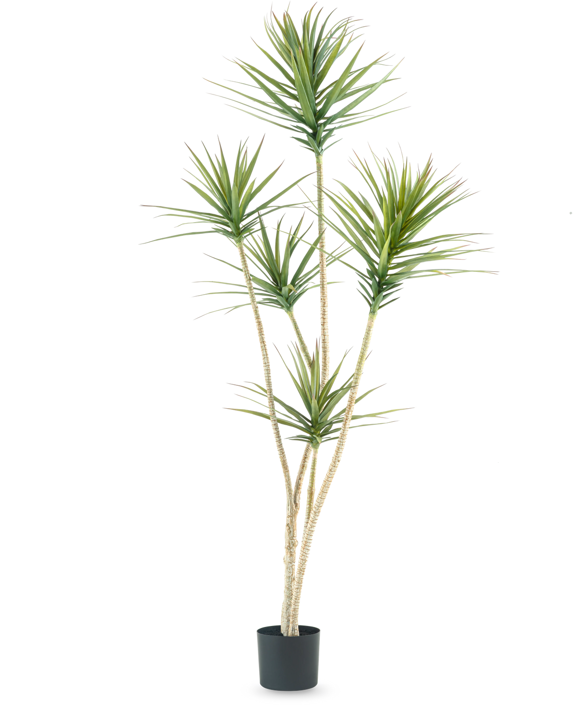 De Kunstplant Dracaena Fragnans 180 cm is een hoge kunstplant met meerdere lange, slanke stengels en trossen stekelige groene bladeren tegen een effen witte achtergrond.