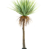 De Kunstplant Yucca 153 cm heeft een hoge, ruwe bruine stam met groene stekelige bladeren aan de bovenkant en wat gedroogde bladeren aan de onderkant, tegen een effen witte achtergrond.