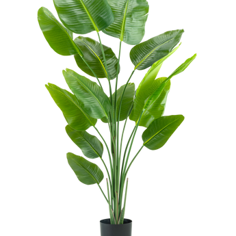 De Kunstplant Strelitzia 180 cm real touch is een hoge, groene kunstplant met lange stelen en grote, glanzende bladeren die lijken op een paradijsvogel, tegen een effen witte achtergrond.