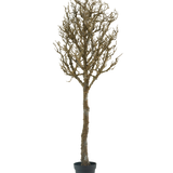De Kunst decoratie boom met takken 180 cm is een kale, bladerloze boom met veel takken in een zwarte plastic pot, tegen een effen witte achtergrond.