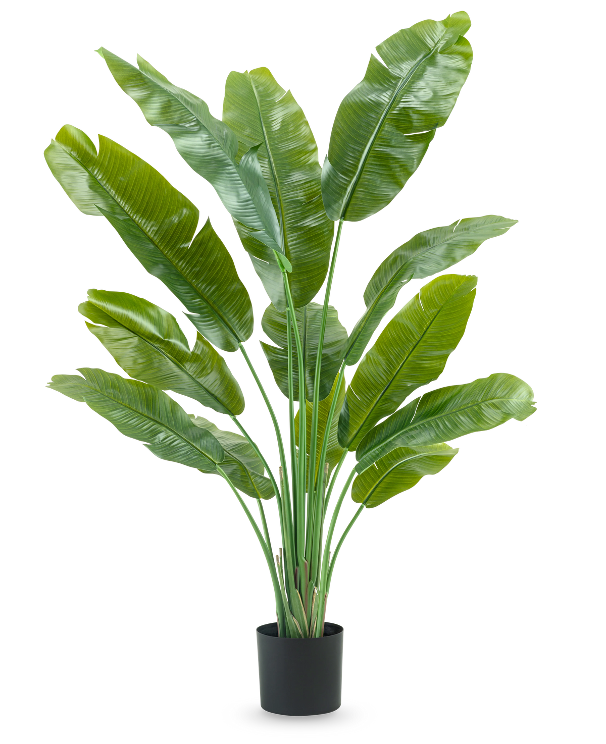 De Kunstplant Strelitzia Nicolai Deluxe 165 cm heeft hoge, brede groene bladeren in een zwarte pot, tegen een witte achtergrond - perfect als groene kunstplant voor je interieur.