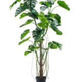De Kunstplant Monstera 240 cm is een hoge kunstplant met meerdere groene, gespleten bladeren en lange ranken in een zwarte pot, geplaatst tegen een effen witte achtergrond.