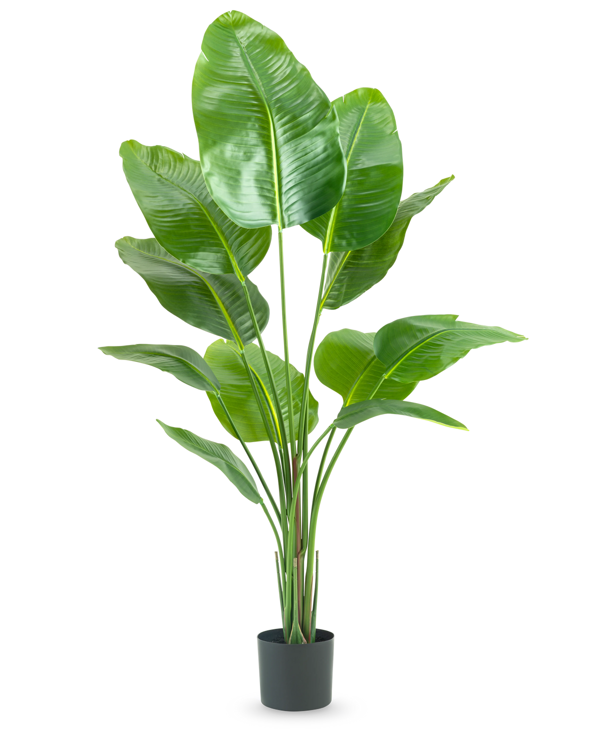 Kunstplant Strelitzia 150 cm: een levensechte kunstplant met grote groene bladeren in een donkergrijze pot.