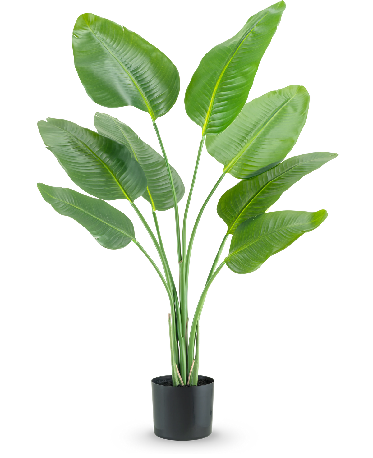 De Kunstplant Strelitzia 120 cm real touch heeft hoge, groene, omhoog groeiende langwerpige bladeren in een zwarte plantenbak, tegen een effen witte achtergrond.