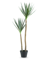 De Kunstplant Heneken 120 cm is een kunstmatige yucca plant met twee hoge, slanke stammen en puntige groene bladeren tegen een effen witte achtergrond.