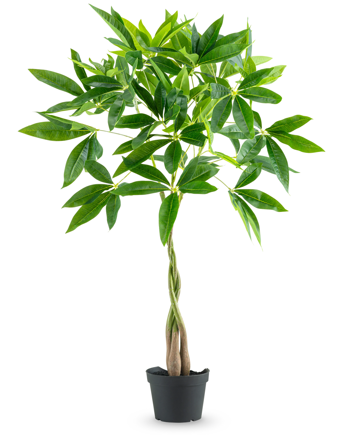 De Kunstplant Pachira 90 cm is een geldboom in pot met een gevlochten stam en trossen glanzend groene bladeren, geïsoleerd afgebeeld op een witte achtergrond.