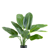 De Kunstplant Strelitzia Real Touch Deluxe 90 cm is een hoge potplant met grote, glanzend groene bladeren, afgebeeld tegen een effen witte achtergrond.