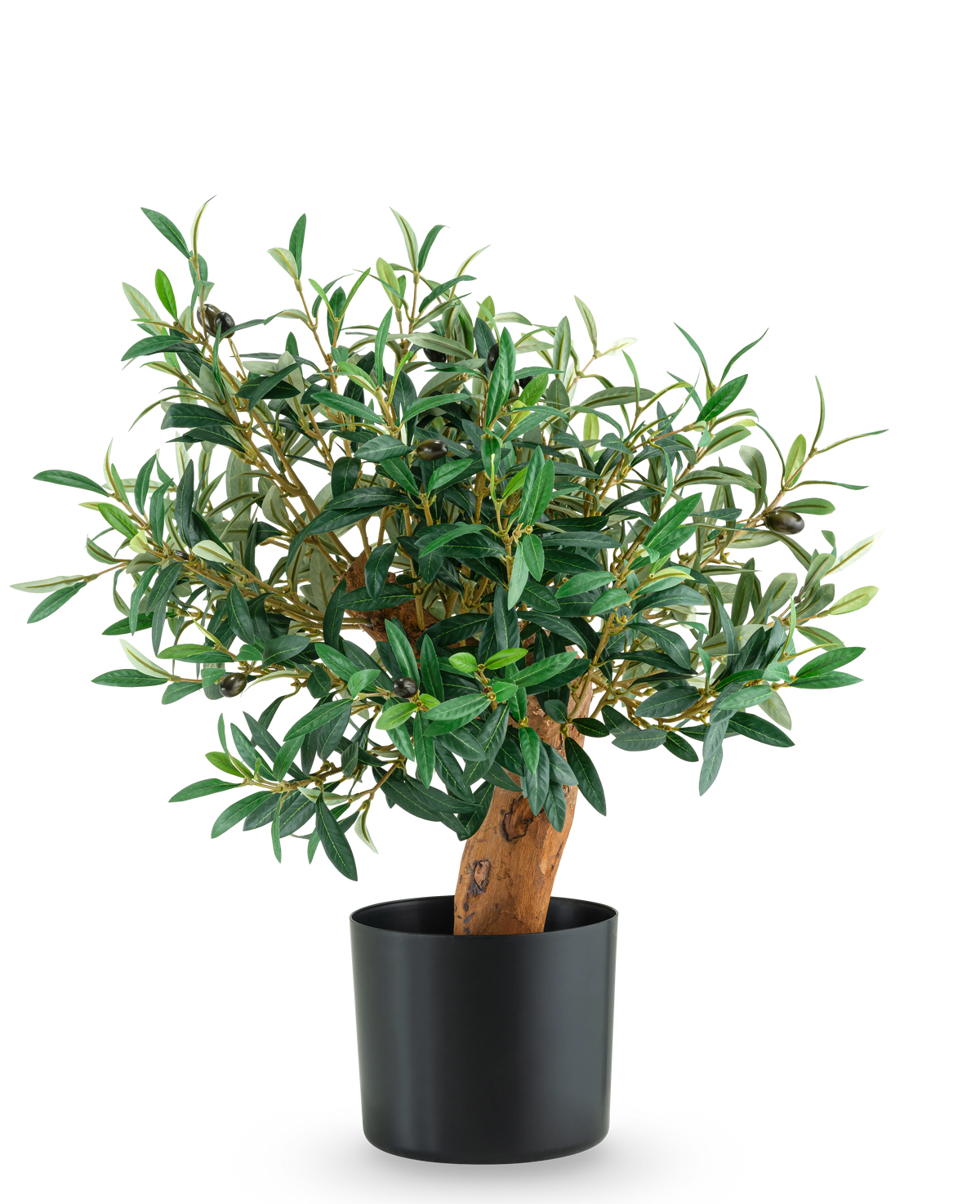 De Kunst Olijfmontage UV 60cm is een kleine olijfboom in pot met weelderige groene bladeren en een stevige stam, gepresenteerd in een strakke zwarte pot tegen een effen witte achtergrond.