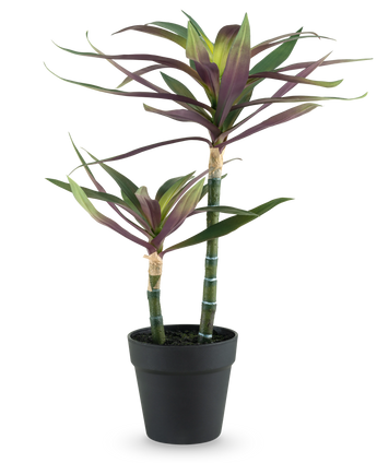 Een Kunstplant Yucca gigantea 53 cm met twee lange, slanke groene stelen met daarop puntige groene en paarse bladeren in een zwarte pot, tegen een witte achtergrond.