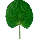 Het Kunstblad 73 cm is een kunstmatig groen palmblad met een waaiervormig, geplooid ontwerp met een lange steel, tegen een effen witte achtergrond.