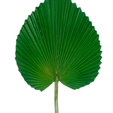 Het Kunstblad 81 cm is een enkel groot groen palmblad met een waaiervormige, hartachtige vorm en diepe, symmetrische ribbels tegen een effen witte achtergrond.