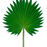 Het Kunstblad Washingtonia 73cm is een enkel groen palmblad met een waaiervorm, uitwaaierende puntige segmenten en een lange, slanke steel, afgebeeld tegen een effen witte achtergrond.
