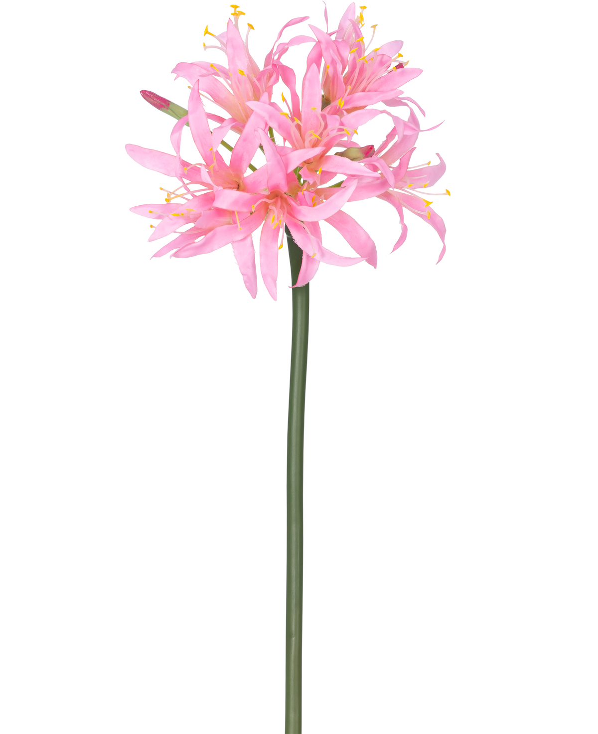 De Kunstbloem Nerine 70 cm roze heeft een hoge groene steel met daarop een tros tere, spinroze bloemen met lange bloemblaadjes en gele meeldraden, tegen een effen witte achtergrond.