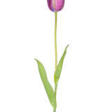 Een Kunstbloem Franse Tulp 60 cm paars, een enkele paarse tulp met groene bladeren en een lang staal, geïsoleerd op een witte achtergrond.