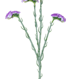 De Kunsttak Statice 64 cm paars heeft een enkele groene stengel met vijf takken, elk bedekt met clusters van kleine, paarse bloemen met ruches, tegen een witte achtergrond.