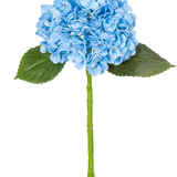 De Kunsthortensia "Annabelle" Real Touch Blauw 55cm heeft een enkele blauwe hortensia met bloemblaadjes, twee groene bladeren en een lange steel, tegen een effen witte achtergrond.