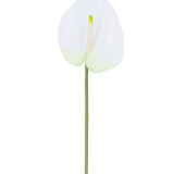 De Kunstbloem Anthurium 68 cm wit heeft een enkele witte kunst anthurium met een lichtgele spadix op een lange, groene steel. Ideaal voor elke ruimte, biedt duurzame elegantie en heeft geen water nodig.