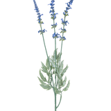 Een botanische illustratie van Kunsttak Lavendel 66 cm blauw toont drie lange, dunne stengels met clusters van kleine blauwe bloemen en langwerpige groene bladeren tegen een witte achtergrond.
