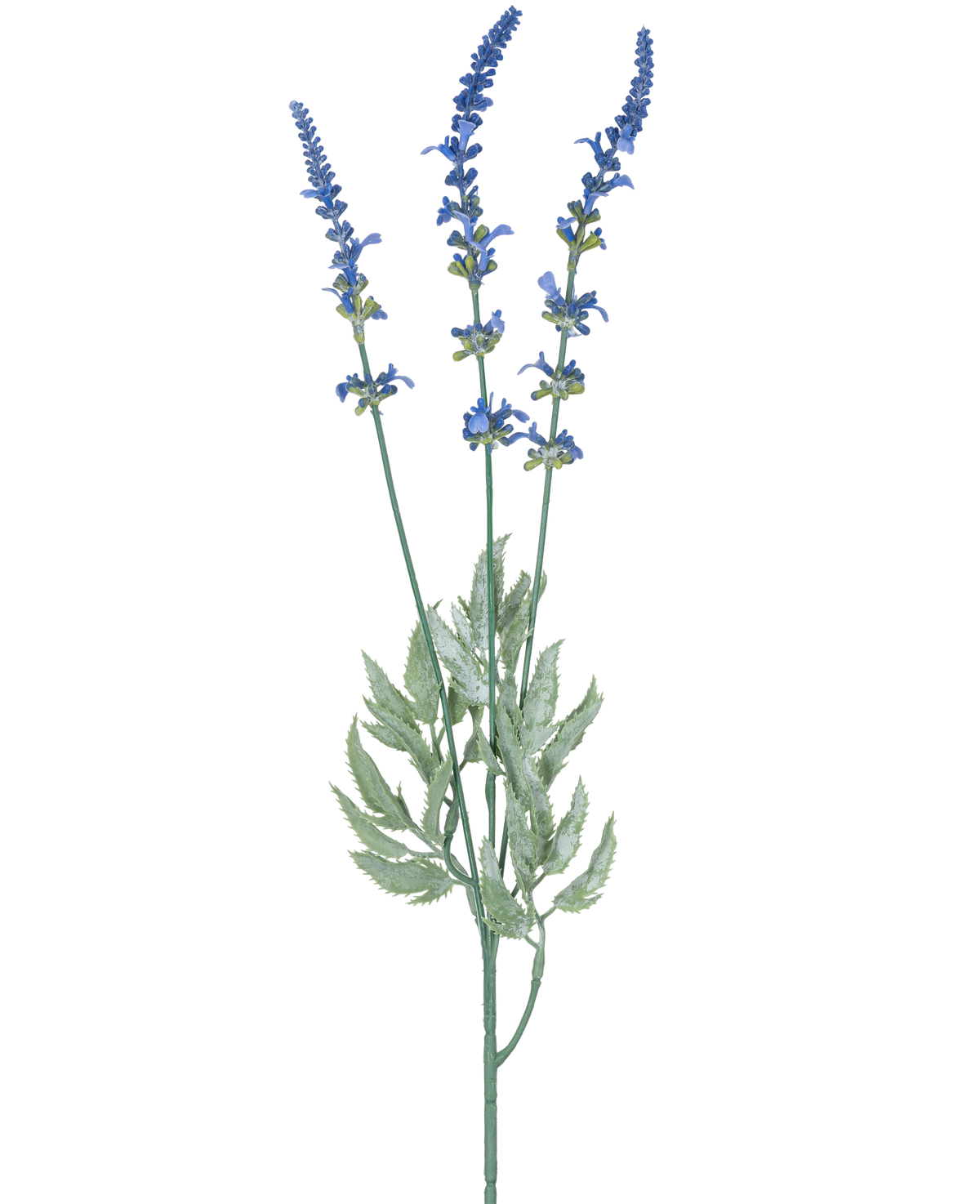 Een botanische illustratie van Kunsttak Lavendel 66 cm blauw toont drie lange, dunne stengels met clusters van kleine blauwe bloemen en langwerpige groene bladeren tegen een witte achtergrond.