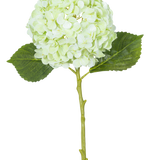 De Kunstbloem Hortensia Real Touch Lichtgroen 49 cm heeft een enkele lichtgroene hortensiabloem met ronde bloemblaadjes, twee groene bladeren en een lange steel op een witte achtergrond.