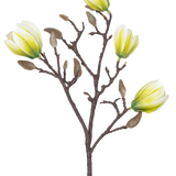Een Kunstbloem Magnolia 50 cm wit/groen met vier geel-witte bloemen en een aantal pluizige bruine knoppen tegen een witte achtergrond.