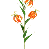 De Kunstbloem Gloriosa Real Touch Oranje 75 cm heeft een hoge groene steel met drie grote oranje en gele lelies en lange, slanke groene bladeren, prachtig weergegeven op een witte achtergrond.