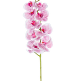 De Kunst Orchidee Real Touch Deluxe 105 cm in fuchsia/wit heeft een enkele steel met meerdere bloesems, met levensechte roze geaderde bloemblaadjes die een opvallend decoratief accent vormen tegen een effen witte achtergrond.