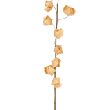 Een Kunstbloem Physalis Lampion 90 cm bruin met een enkele hoge steel en verschillende gedroogde, bruine, papierachtige bolsters verspreid over de lengte, tegen een effen witte achtergrond.