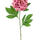 De Kunstbloem Pioen 77 cm roze heeft een enkele roze pioenroos met gelaagde bloemblaadjes en groene bladeren op een lange, slanke steel tegen een witte achtergrond.