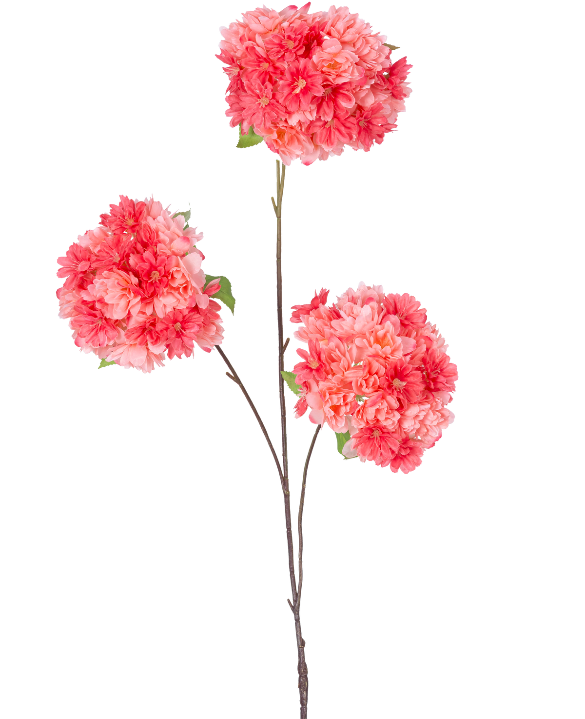 Op een enkele dunne bruine steel van de Kunsttak Kersenbloesem 85 cm koraal staan drie trossen levendige roze en koraal kersenbloesems met groene blaadjes, tegen een effen witte achtergrond.