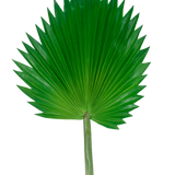 Het Kunstblad Washingtonia 83cm is een groot, groen kunstmatig waaierpalmblad met een lange steel, afgebeeld tegen een effen witte achtergrond.