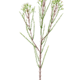 De Kunsttak Waxflower 78 cm creme heeft een enkele hoge steel met dunne groene blaadjes en trosjes kleine, roomwitte bloemen aan de bovenkant, tegen een effen, lichte achtergrond.