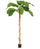 De Kunstboom Bananenplant 240 cm heeft lange, levensechte groene bladeren en een bruine stam met een gestructureerd oppervlak, geplaatst in een kleine zwarte pot tegen een effen witte achtergrond.