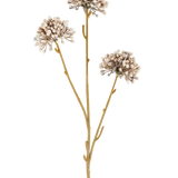 Drie bruine stelen van de Kunstbloem Mini Allium 60 cm crème/bruin strekken zich naar boven uit, elk met aan het uiteinde een rond trosje kleine, subtiele crèmekleurige en bruine knoppen tegen een effen witte achtergrond. Het geheel oogt minimalistisch en natuurlijk.