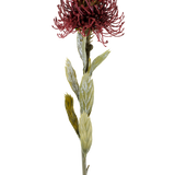 Een enkele Kunstbloem Protea van 60 cm in de kleur bordeaux heeft een donkerrode, stekelige bloem met groene bladeren, gefotografeerd tegen een witte achtergrond.