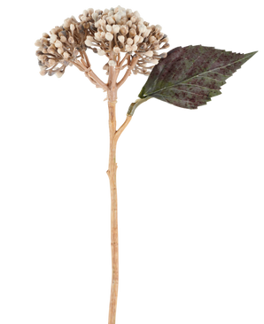 Een kunstbloem: gedroogde hortensia van 38 cm in crème/bruin, met clusters van beige knoppen en één donkergroen, gekarteld blad tegen een witte achtergrond.
