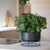 Een kunstplant ‘Gouden Wijnstok’ in een pot van 40 cm met bontgroene bladeren staat op een moderne zwarte standaard op een lichtgekleurd aanrecht, met op de achtergrond wazig weergegeven keukenspullen.