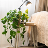 Een kunstplant, een hangende goudrank in een pot van 80 cm (UV), staat op een klein houten tafeltje naast een bed met een beige deken. Een zwarte bureaulamp werpt licht op de kunstplant, terwijl neutrale gordijnen en een houten vloer het gezellige kamertje compleet maken.