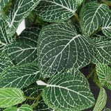 Close-up van de Kunst Hangende Fittonia groen-wit in pot 70 cm UV, met groene bladeren met opvallende witte nerven en gedetailleerde nervenpatronen in verschillende groene tinten.
