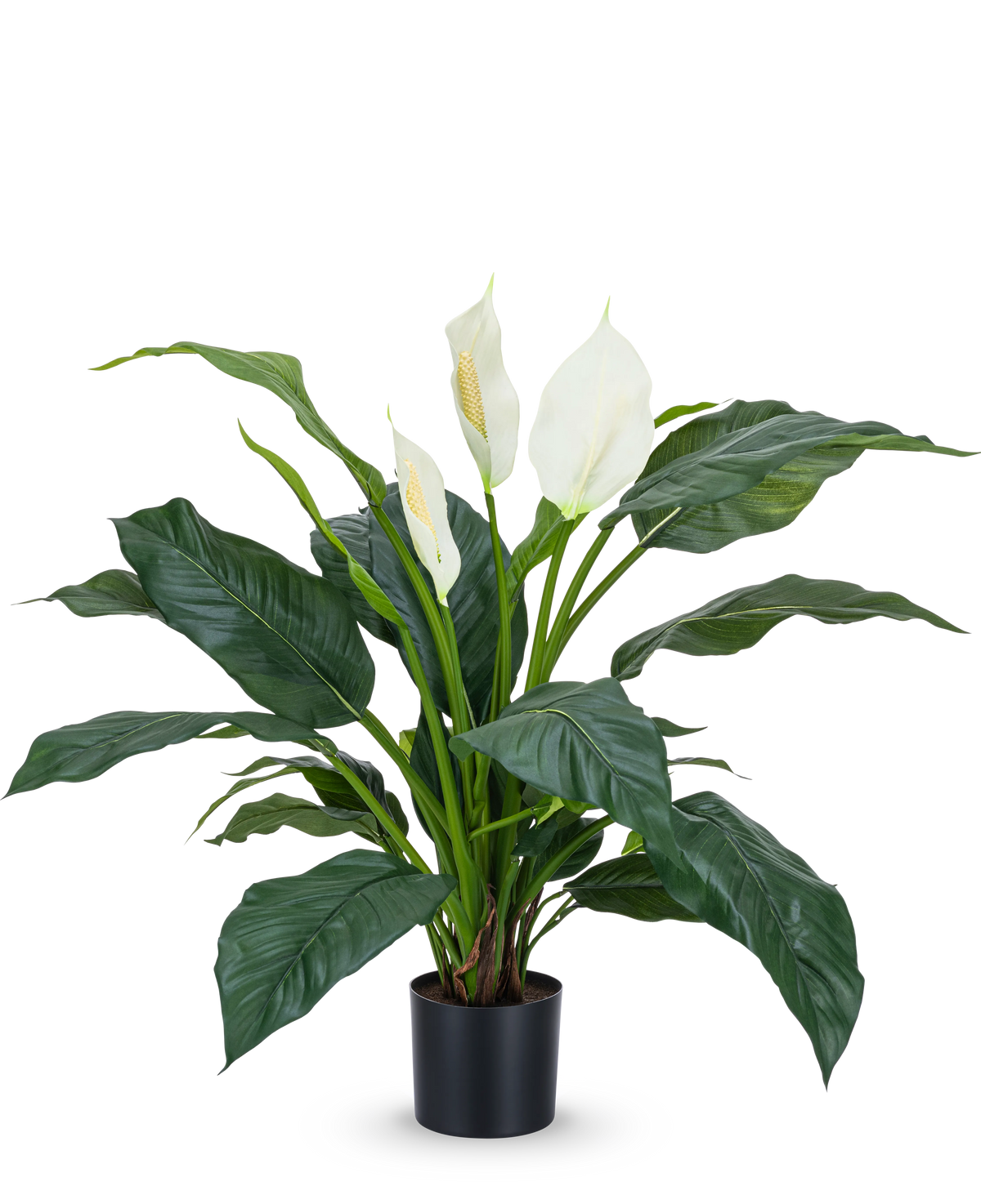 De Kunstplant Spathiphyllum wit 85 cm is een realistische potplant met grote, donkergroene bladeren en drie witte bloemen tegen een effen witte achtergrond - een stijlvolle kamerplant voor elk interieur.