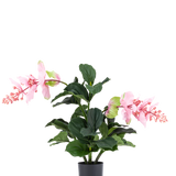 De Kunstplant Medinilla 60 cm heeft grote, donkergroene bladeren en twee hoge stelen met roze bloemtrossen die op hibiscus lijken en staat tegen een effen witte achtergrond.