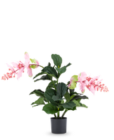 De Kunstplant Medinilla 60 cm heeft grote, donkergroene bladeren en twee hoge stelen met roze bloemtrossen die op hibiscus lijken en staat tegen een effen witte achtergrond.