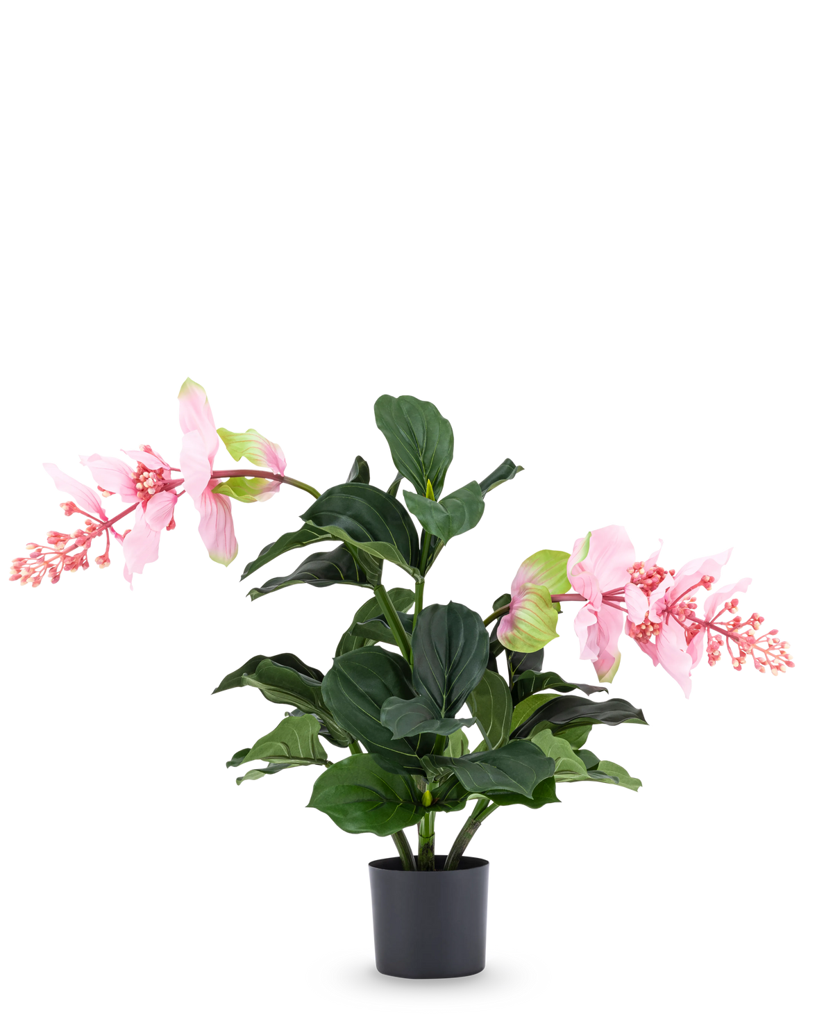 De Kunstplant Medinilla 60 cm heeft grote, donkergroene bladeren en twee hoge stelen met roze bloemtrossen die op hibiscus lijken en staat tegen een effen witte achtergrond.
