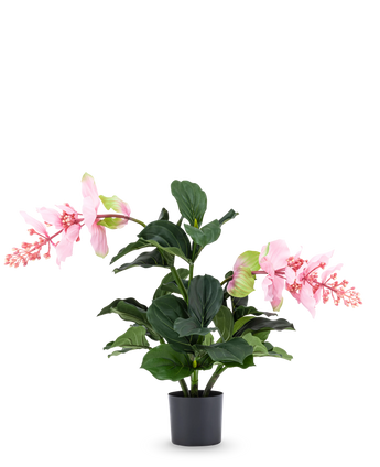 De Kunstplant Medinilla 60 cm heeft grote, donkergroene bladeren en twee hoge stelen met roze bloemtrossen die op hibiscus lijken en staat tegen een effen witte achtergrond.
