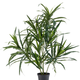 De Kunstplant Dracaena Reflexa in pot UV 63 cm heeft lange, slanke groene bladeren op dunne stelen, ideaal om een vleugje tropische flair in je interieur te brengen tegen een effen witte achtergrond.