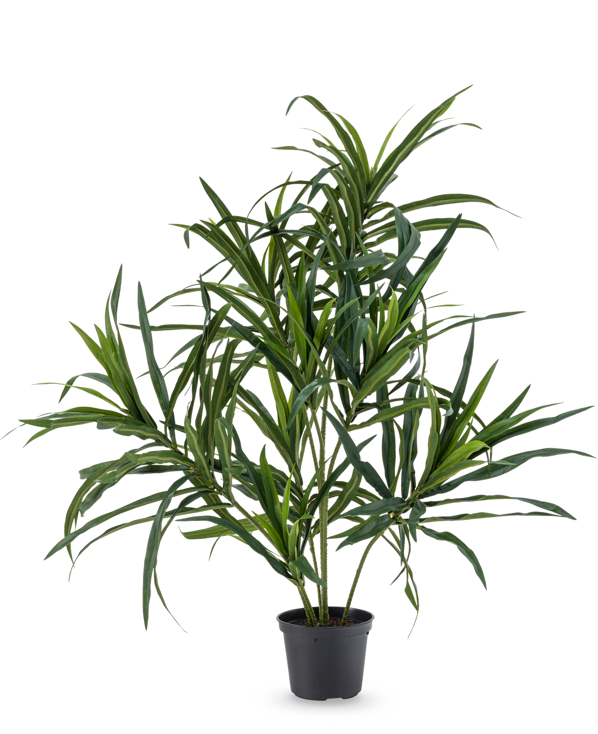 De Kunstplant Dracaena Reflexa in pot UV 63 cm heeft lange, slanke groene bladeren op dunne stelen, ideaal om een vleugje tropische flair in je interieur te brengen tegen een effen witte achtergrond.